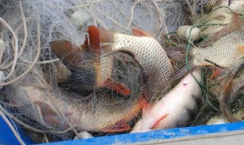 Доброволци унищожиха 240 метра бракониерски мрежи с риба - 1