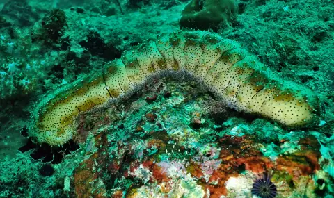 Учени откриха странни организми в океанските дълбини - 1