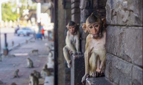 16-годишен пусна на свобода 70 маймуни - 1