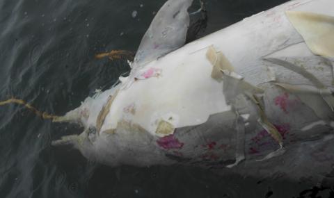 Мистериозна смърт на делфини в Бразилия - 1
