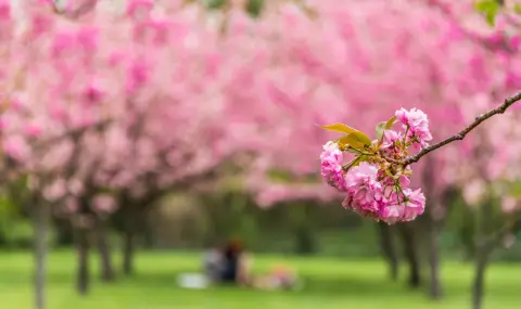 Най-голямата японска градина в Европа е в съседна на България столица (ВИДЕО) - 1