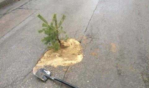 В Панчарево &quot;засадиха&quot; елхи в дупките на пътя (СНИМКИ) - 1