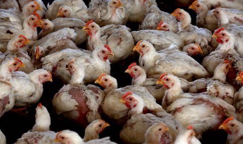 Русия: Първи случаи на предаване на птичи грип от птица на човек - 1
