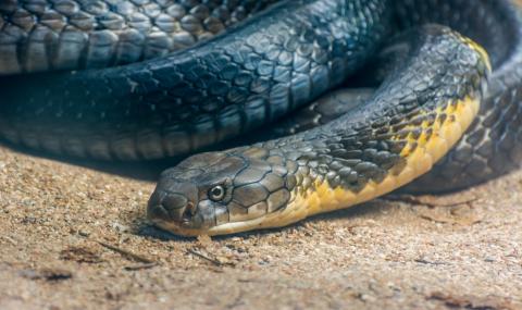 Мъж използва две отровни змии, за да убие жена си - 1