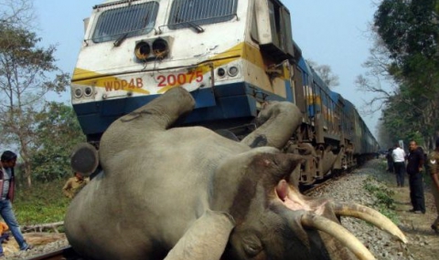 Ужасяваща влакова катастрофа уби 7 слона в Индия - 1