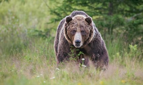 Нападение на мечка гризли в Канада - 1