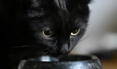 Woman fined 30,000 euros for killing cat in Greece - 1