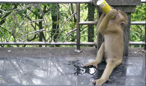 Маймуна-алкохолик ще излежава „доживотна присъда“ - 1