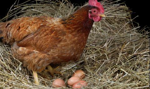 Кокошка снесе яйце с 4 жълтъка в Пазарджик - 1