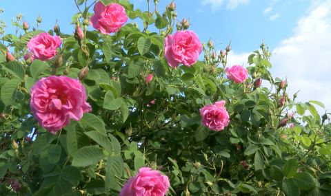 Ниски изкупни цени и липса на пазар унищожават българската розова индустрия - 1
