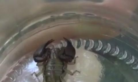 Скорпиони се промъкват в домовете на пловдивчани - 1
