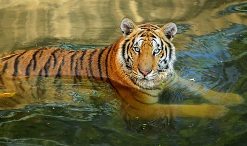 Два тигъра са избягали от зоопарк в Индонезия, служител е разкъсан до смърт - 1