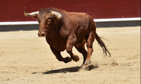 Избягал бик предизвика истински хаос по улиците на Лима (ВИДЕО) - 1