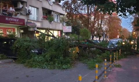 Огромно дърво падна върху няколко автомобила във Варна - 1