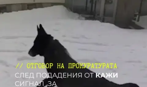 The Prosecutor's Office broke the law and did not investigate the death of the two dogs in the Petrohan case  - 1