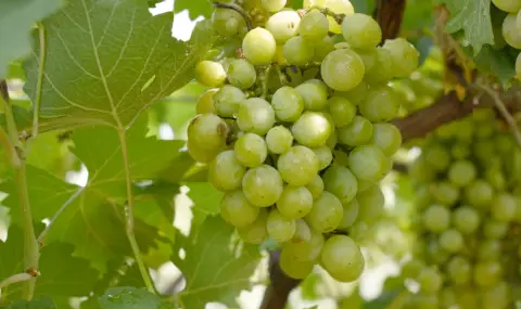 Гроздето има над 1600 полезни съединения за мозъка, сърцето и червата - 1