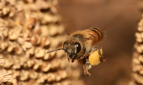 Милиони пчели щурмуваха US магистрала - 1