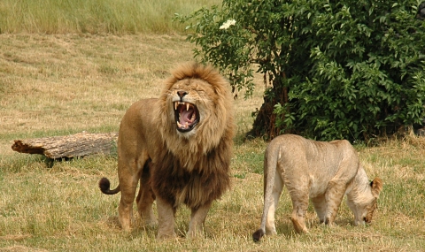 Лъв разкъса гледача си в зоопарк в Етиопия - 1