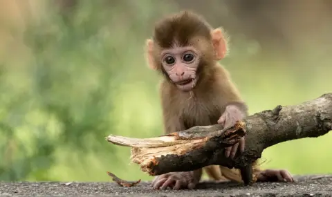 В Германия откриха останки от най-малката известна досега човекоподобна маймуна - 1