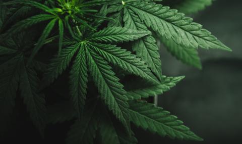 Грузия легализира марихуаната за лично ползване - 1