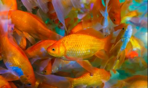 Накараха холандец да улови 80 златни рибки - 1