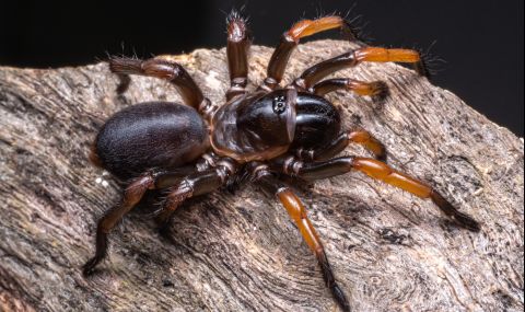 Откриха 5 неизвестни вида паяци в Австралия - 1