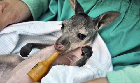 Вижте как похапва сладко бебе кенгуру (ВИДЕО) - 1