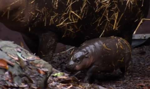 Зрелищният дебют на хипопотамче пигмей (ВИДЕО) - 1