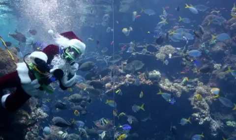 10-годишна традиция: Водолази празнуват Коледа под водата - 1