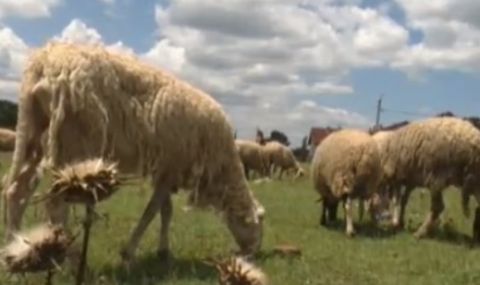 Взимат повторни проби за чума по овцете в Болярово - 1
