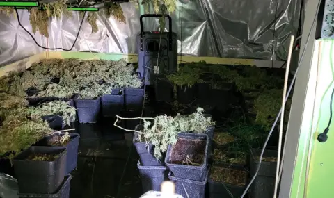 Record: The police hit the 18th drug greenhouse in Varna  - 1