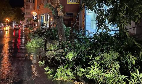 Буря събори дървета и блокира улици в Сандански - 1