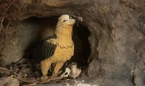 "Пернати иманяри" - Откриха обувка от 14-ти век и овча кожа на 650 години в гнездата на брадати лешояди - 1