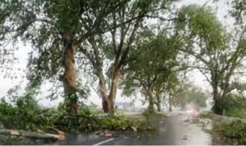 Мощен вятър и пороен дъжд събориха десетки дървета в Пазарджишко - 1