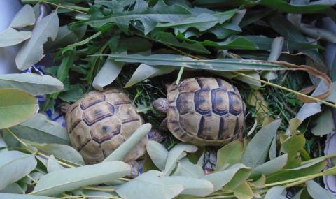 Митничари задържаха две сухоземни костенурки - 1