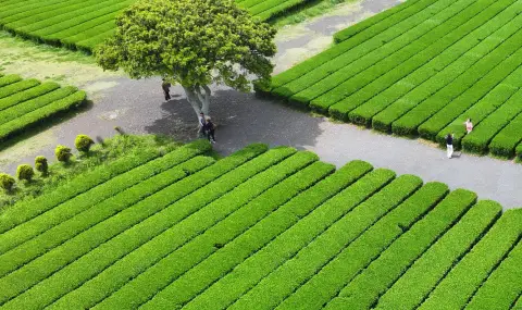 Green Tea Export Growth  - 1