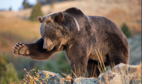 След нападението на мечка учат хората как да се държат при такъв случай - 1