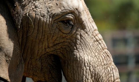 Слон уби бракониер, преследващ носорог - 1