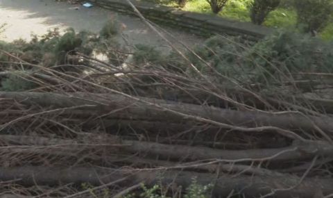 Ураганен вятър събори дървета, смачкали три коли в Пампорово - 1