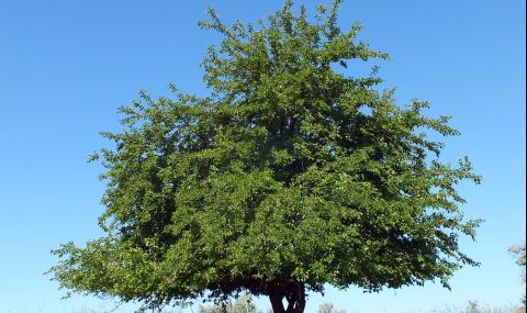 Старата черница във Велики Преслав кандидатства за "Европейско дърво на годината" - 1