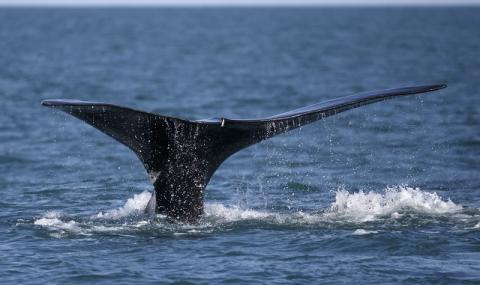 Испания ще спасява спешно китовете в резерват - 1