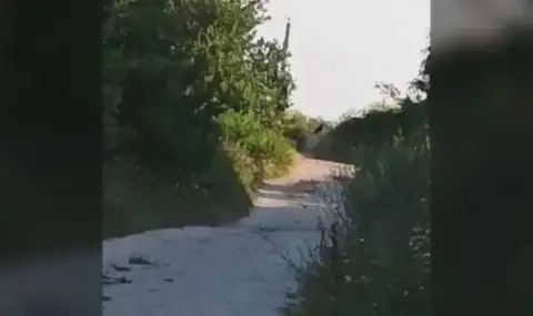 "Тигре, тигре": Продължава издирването на пантерата край Шумен - 1