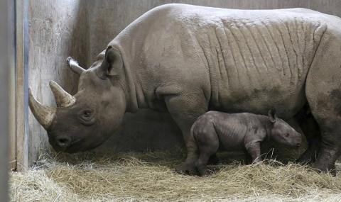 Черният носорог се завърна в Руанда - 1