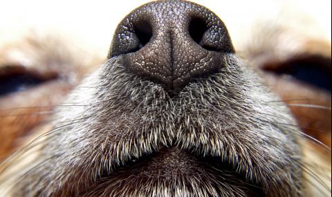 Могат ли кучетата да надушват коронавируса? - 1