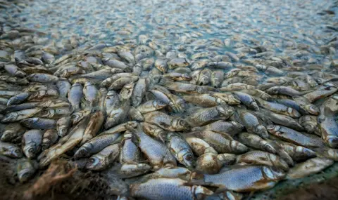Хиляди риби загинаха заради опустошителните жеги в Мексико (СНИМКИ) - 1