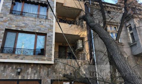 Огромно дърво рухна върху кооперация в Пловдив - 1