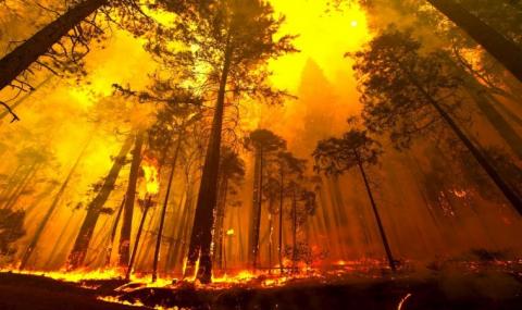 Пожар изпепели 50 декара гора в Рила - 1