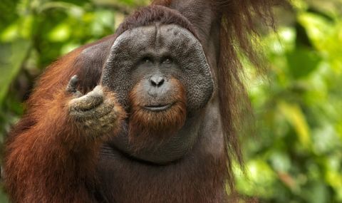 На 45 години почина най-старият орангутан в Северна Америка (СНИМКИ) - 1