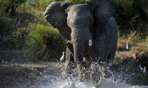 Слон премаза до смърт туристка по време на сафари - 1