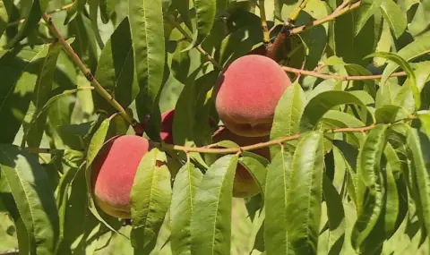 Производителите на праскови без компенсации за унищожената реколта - 1